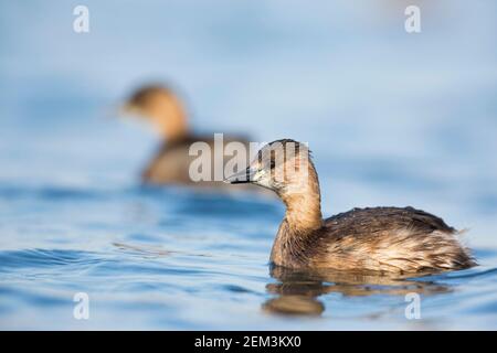 little grebe (Podiceps ruficollis, Tachybaptus ruficollis), on a lake, in the background swims another one, Germany Stock Photo