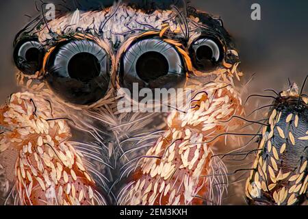 zebra jumper (Salticus scenicus), portrait of a zebra jumper, macro image, magnification x30 related to 35 mm, Germany Stock Photo