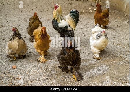 Brahma, Brahma chicken (Gallus gallus f. domestica), chicken with fletched feet, different colours, Germany Stock Photo