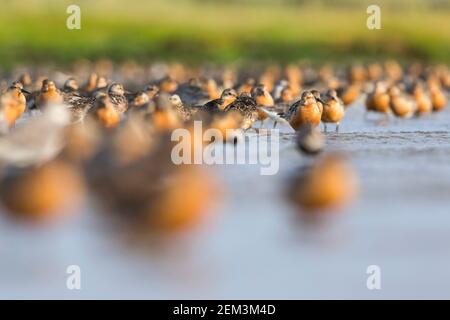 red knot (Calidris canutus), Adults in shallow water, Germany Stock Photo