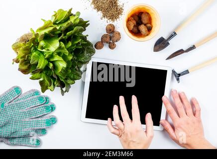Female hands over tablet screen, home gardening online learning concept. Nearby on the table is a transplant plant and small gardening tools, a flower Stock Photo