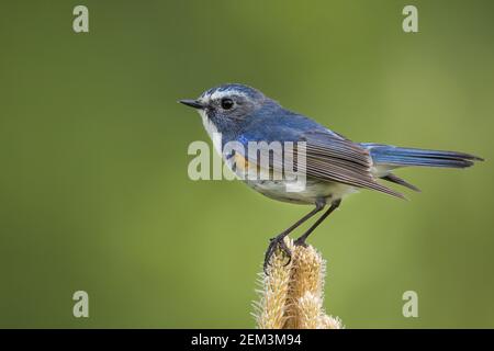 Red-flanked bluetail, Red-flanked bluetail (Tarsiger cyanur…