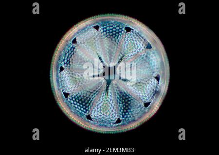 diatom (Diatomeae), diatom from Dunkirk in Maryland, dark field microscopic image, magnification x140 related to 35mm, USA, Maryland Stock Photo
