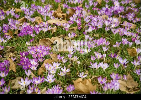 Early Crocus, Woodland crocus, Tomasini's crocus (Crocus tommasinianus), many blooming Early Crocuses, Germany Stock Photo