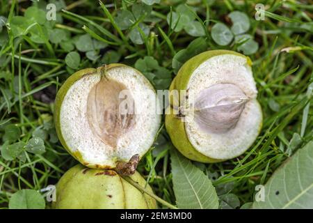 shag-bark hickory, shagbark hickory (Carya ovata), fruits an leaf on the ground Stock Photo