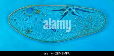 slipper animalcules (Paramecium caudatum), phase-contrast MRI image, magnification x120 related to 35mm, Germany Stock Photo