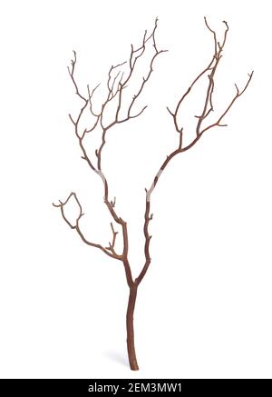 Plane tree or Platanus branch isolated on white background. Stock Photo