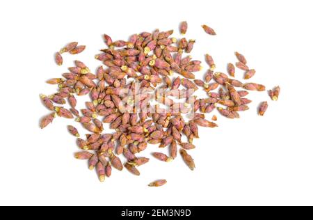 Black currant buds. Isolated on white background Stock Photo
