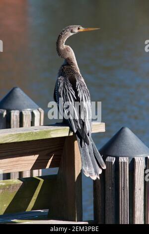 bird Stock Photo