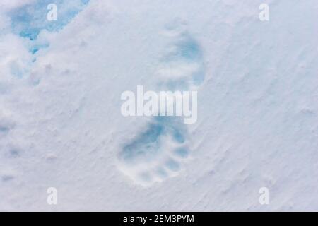 polar bear, Ursus maritimus, footprints of an animal in snow, Svalbard, the Arctic Stock Photo
