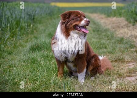 Australian sheep dog going for a walk in the German countryside on a hot summer day. Stock Photo
