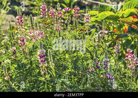 The beautiful lupine bush (Latin Lupinus) is a genus of plants from the legume family. Stock Photo