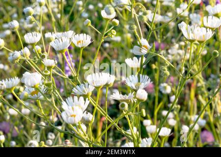 A fragment of a flower field - field chamomile flowers. Stock Photo