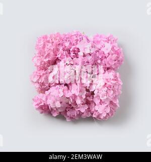 Pink hydrangea flowers as square composition on grey background. Creative greeting card. View from above. Stock Photo