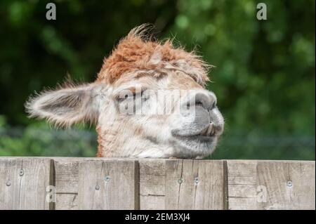 closeup headshot of a sleepy alpaca with its head on a paddock fence Stock Photo