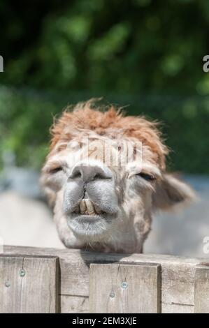 closeup headshot of a sleepy alpaca with its head on a paddock fence Stock Photo