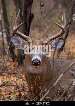 White-tailed deer buck resting in the grass in autumn during the rut in Canada Stock Photo