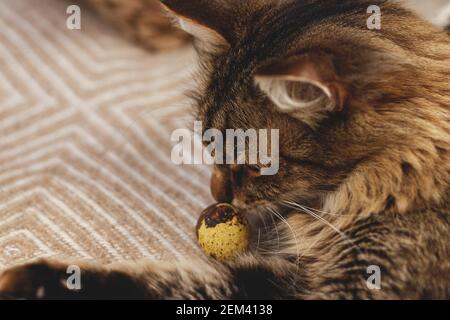 Cute tabby cat smelling modern pastel easter egg on cozy yellow blanket at home. Pet playing with natural dyed eggs. Happy Easter! Easter hunt concept Stock Photo