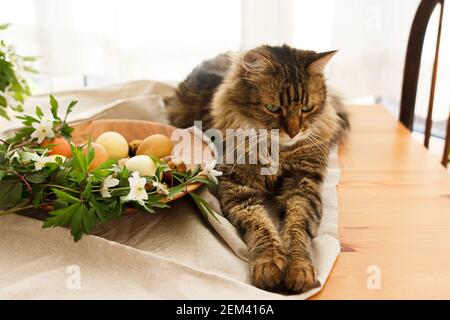 Cute tabby cat sitting at modern pastel easter eggs in wooden bowl with blooming spring flowers on rustic table at home. Pet with natural dyed eggs on Stock Photo