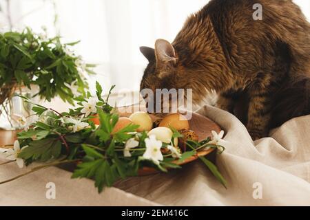 Cute tabby cat smelling modern pastel easter eggs in wooden bowl with blooming spring flowers on rustic table in home. Pet with natural dyed eggs on t Stock Photo