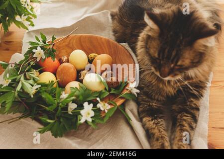 Cute tabby cat sitting at modern pastel easter eggs in wooden bowl with blooming spring flowers on rustic table at home. Pet with natural dyed eggs on Stock Photo