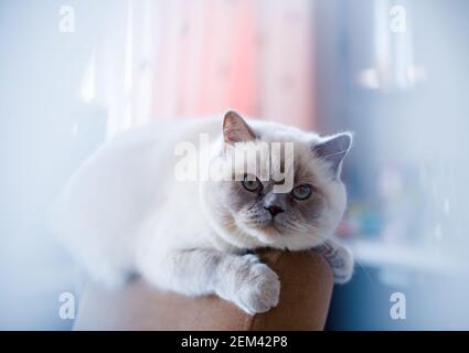 persian white fluffy cat at home on a chair and on a window Stock Photo