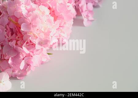 Festive frame with pink hydrangea. Flower composition with copy space on grey. Stock Photo
