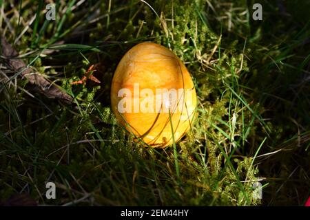 Yellow colored easteregg in the mossy grass Stock Photo