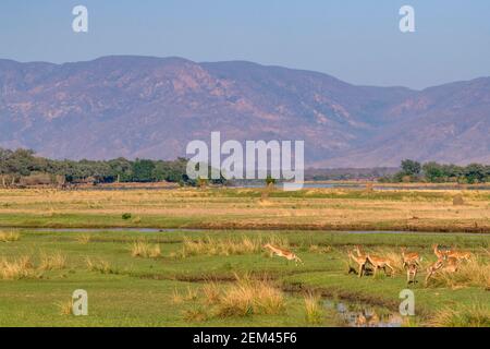 A herd of Impala, sole member of the genus Aepyceros, seen on the Zambezi river floodplain in Zimbabwe's Mana Pools National Park. Stock Photo