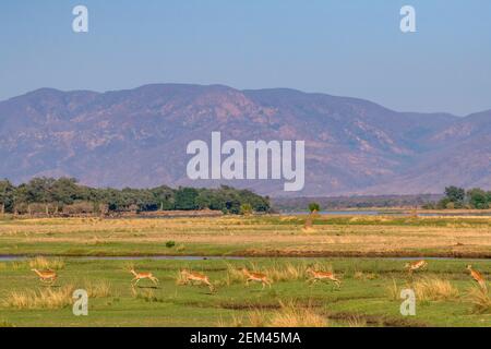 A herd of Impala, sole member of the genus Aepyceros, seen on the Zambezi river floodplain in Zimbabwe's Mana Pools National Park. Stock Photo