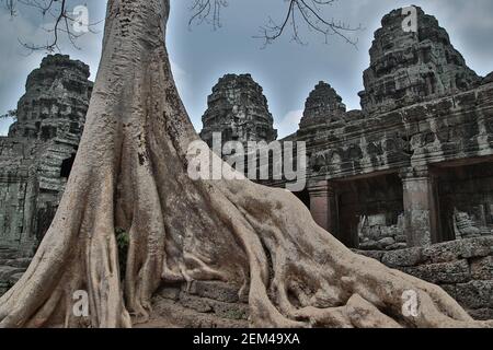 The Banteay Kdei temple, which is overrun by huge trees, in the Angkor temple complex near Siem Reap in Cambodia. From a series of travel photos taken Stock Photo