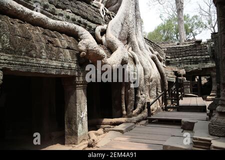 The Banteay Kdei temple, which is overrun by huge trees, in the Angkor temple complex near Siem Reap in Cambodia. From a series of travel photos taken Stock Photo