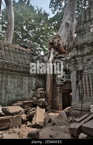 The Banteay Kdei temple, which is overrun by huge trees, in the Angkor temple complex near Siem Reap in Cambodia. From a series of travel photos taken Stock Photo