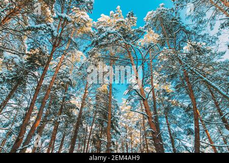 Looking Up View Snow Covered Pine Forest. Frosted Trees Frozen Trunks Woods In Winter Snowy Coniferous Forest Landscape. Beautiful Woods In Forest Stock Photo
