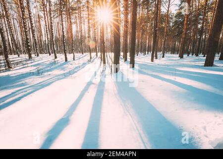 Sun Sunshine Sunlight Through Frosted Pine Trees Frozen Trunks Woods In Winter Snowy Coniferous Forest Landscape. Beautiful Woods In Forest Landscape Stock Photo