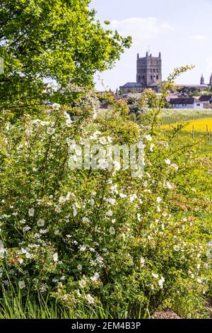 A white wild rose flowering at Tewkesbury, Gloucestershire UK - Tewkesbury Abbey is in the background Stock Photo