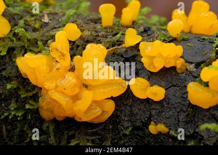 Orange Jelly (Dacrymyces palmatus) Stock Photo