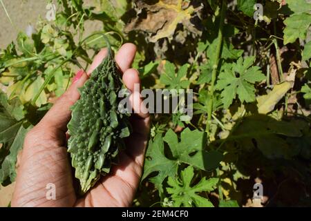 Female holding bittergourd or Bittermelon or Karela grown in house backyard organic Indian Asian vegetable. Fruit growing with yellow flowers. Bitter Stock Photo