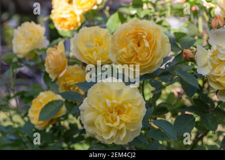 Blooming yellow orange English roses in the garden on a sunny day. Stock Photo
