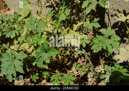 Bittergourd or Bittermelon or Karela growing in house backyard organic Indian Asian vegetable. Fruit growing with yellow flowers. Bitter gourd plants Stock Photo