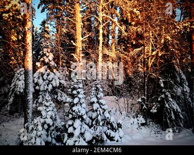 Sunlight on pine forest in northern Sweden. Stock Photo