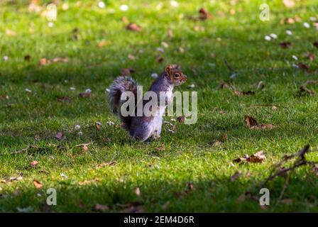 Grey squirrel (Sciurus carolinensis) stands upright on grass with Spring daisies. Furry wildlife with bushy tail. Botanic Gardens, Dublin, Ireland Stock Photo