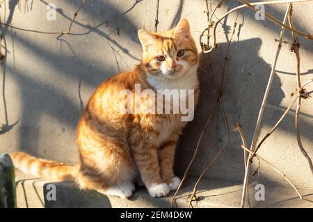 fluffy ginger cat basking in the sun by a stone wall Stock Photo