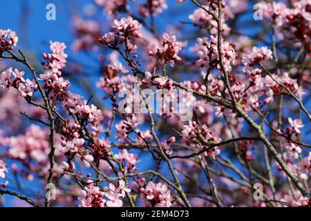 Pink cherry blossom flowers and branches against deep blue sky. Flowering Sakura tree with delicate blooms during Spring season. Ireland Stock Photo