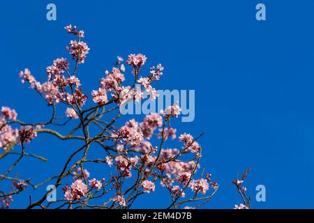 Pretty pink cherry blossom flowers on branch against deep blue sky. Spring blooms of flowering Sakura tree in Ireland Stock Photo