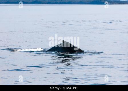 Dorsal fin of a Humpback whale (Megaptera novaeangliae) surfacing in the waters of southern Alaska Stock Photo