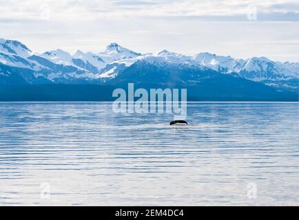 The fluke or tail of a Humpback whale (Megaptera novaeangliae) as it dives in the waters of southern Alaska Stock Photo