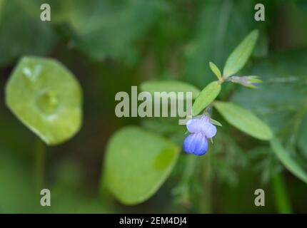 Blue-eyed Mary (Collinsia parviflora), Cowichan Valley, Vancouver Island, British Columbia, Canada Stock Photo