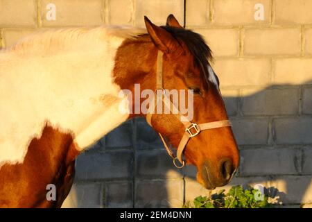 Head profile of a brown and white pinto horse in a small grass field Santander Cantabria Spain Early morning winter sun Stock Photo