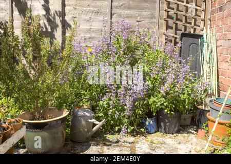 A sunny corner of a garden in southern England with rosemary and sage bushes Stock Photo